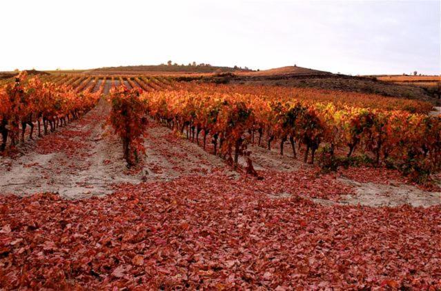 Maison Vigneronne De Bonne Maman - Climatisee Cesseras Εξωτερικό φωτογραφία